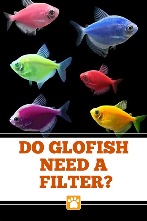 do glofish need a filter|glowing fish for beginners.